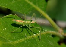 Assassin Bug_ColoSpgs-CO_LAH_7386