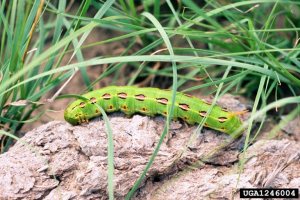 Cranshaw.white-lined.sphinx.larva.1246004-PPT