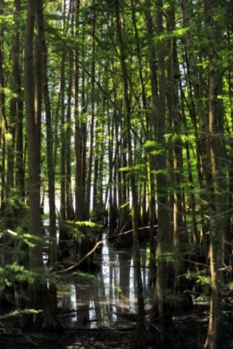 CypressSwamp_NoxubeeNWR-MS_20090618_LAH_3940