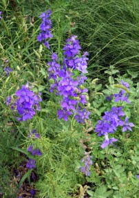 Delphinium @CSUtilXeriscapeGarden 9Aug2006 LAH115