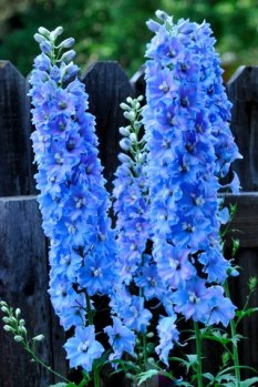 Delphinium_ColoSpgs-CO_LAH_4854-001