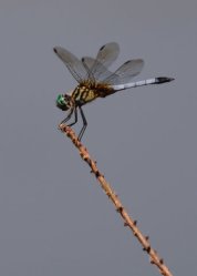 Dragonfly_NoxubeeNWR-MS_20090618_LAH_4028xc5x7