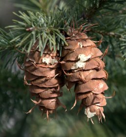 Fir Cones_CheyenneMtnZoo-CO_LAH_6042-001
