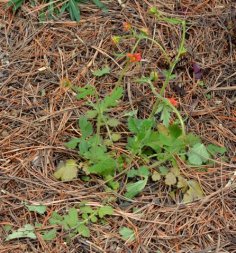 Hail aftermath_BlkForest-CO_LAH_5722