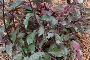 Hail aftermath_BlkForest-CO_LAH_5725