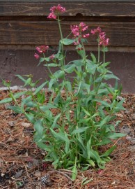 Hail aftermath_BlkForest-CO_LAH_5727