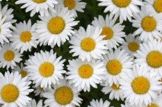 Leucanthemum x superbum_Shasta Daisies _XG_LAH_7067