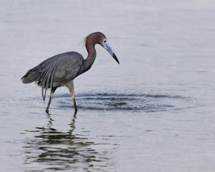 Little Blue Heron_PlayaDeTamarindo-PR_LAH_4507