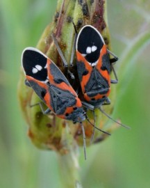 Milkweed Bugs_ColoSpgs-CO_LAH_7103