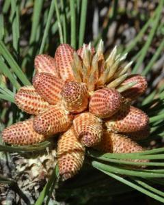 Ponderosa pine cones_BlkForest-CO_LAH_7524-001