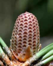 Ponderosa pine cones_BlkForest-CO_LAH_7529-001