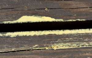 Ponderosa pollen_BlkForest-CO_LAH_7558-001