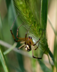 Western Widow male_ColoSpgs-CO_LAH_7059