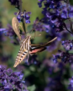 White-lined Sphinx Moth_DBG-CO_LAH_6142