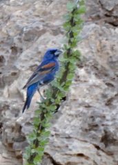 Blue Grosbeak_CarlsbadNP-NM_LAH_8189-001