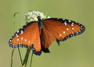 Butterfly_RattlesnakeSprings-NM_LAH_8611-001