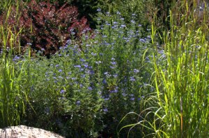Caryopteris x clandonensis 'Blue Mist' Spiraea_XG_20090820_LAH_9249