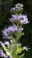 Caryopteris x clandonensis 'Blue Mist' - Spiraea_XG_20090820_LAH_9331.nef