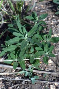Lambsquarters_KCS-CO_LAH_3172