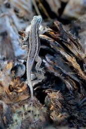 Lizard_CarlsbadNP-NM_LAH_8179-001