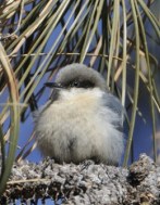 Pygmy Nuthatch_KiowaCreekRanch-N ElPasoCo-CO_LAH_3528