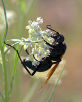 RattlesnakeSprings-NM_LAH_8583
