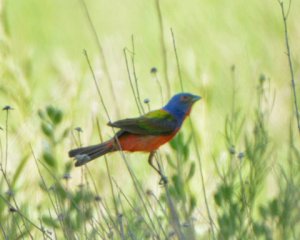 RattlesnakeSprings-NM_LAH_8804