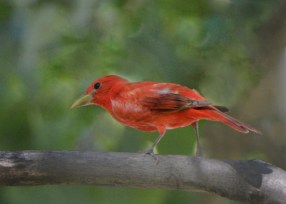 Summer Tanager_RattlesnakeSprings-NM_LAH_8679-002