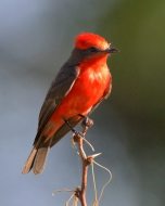 Vermilion Flycatcher_RattlesnakeSprings-NM_LAH_8598-001