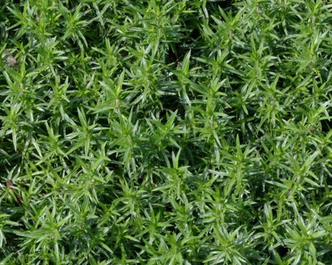 10. Colorado Springs