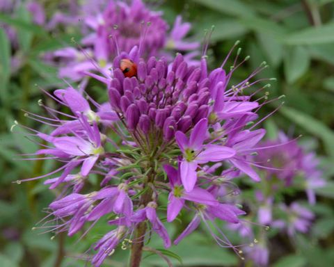 11. Eleven Mile Canyon, Teller County