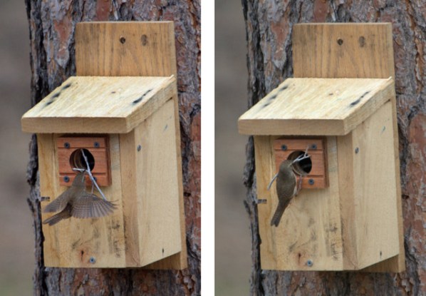House Wren at nest box-001