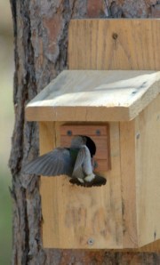 Violet-green Swallow at box_BlkForest-CO_LAH_7636