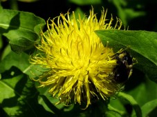 Centaurea macrocephala Golden Globe Centaurea bloom @CSU