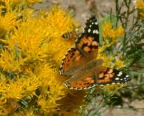 Chrysothamnus nauseosus - Rabbitbrush @DBG 19sept05 LAH 479
