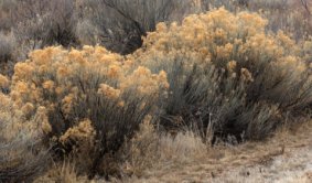Chrysothamnus nauseosus - Rabbitbrush_BentCountyCO_20100308_LAH_9695-001