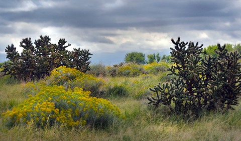 Chrysothamnus nauseosus_Rabbitbrush_Cylindropuntia_Cholla_ChicoBasinRanch-CO_LAH_2989-001