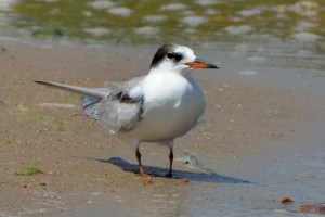 Common Tern_JacksonLakeSP-CO_LAH_2197