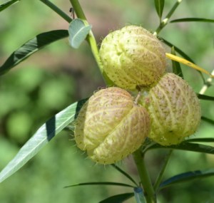 Gomphocarpus physocarpus_Hairy Balls_DBG_LAH_3391
