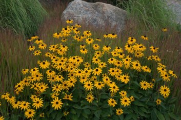 Rudbeckia - Black-eyed Susan_XG_20090826_LAH_9669
