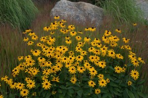 Rudbeckia - Black-eyed Susan_XG_20090826_LAH_9669