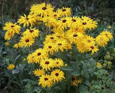 Rudbeckia 'Goldsturm' plant