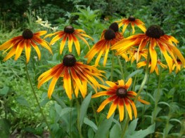 Rudbeckia hirta - Gloriosa Daisy @SFled LAH 006