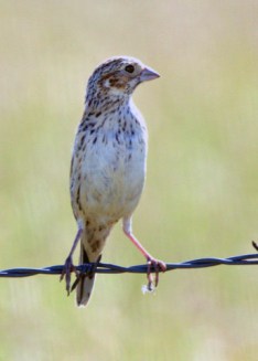 Vesper Sparrow_RamahSWA-CO_LAH_1899-001