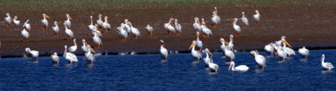 White Pelicans_JumboRes-LoganCo-CO_LAH_2330