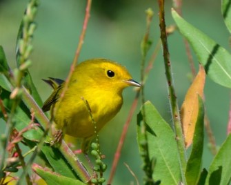 Wilson's Warbler_CrowValleyCG-PawneeGrasslands-CO_LAH_2418