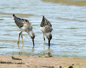Yellowlegs_JacksonLakeSP-CO_LAH_2104