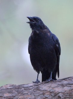 American Crow_PuebloCityPark-CO_LAH_8923