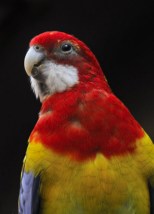 Eastern Rosella Parrot_CheyenneMtnZoo-CO_LAH_4110