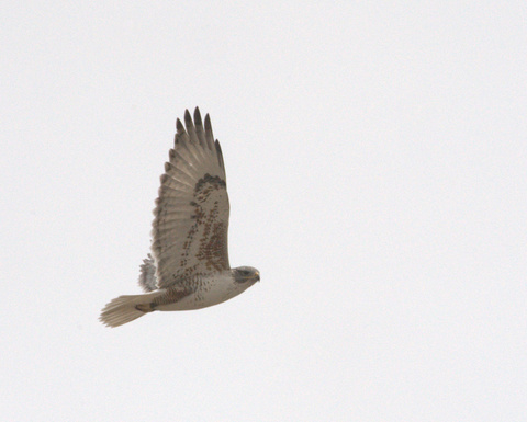 11 Ferruginous Hawk_SE-CO_20100414_LAH_2332.nef